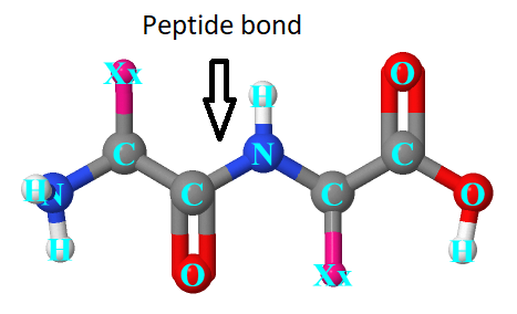 Buy Peptide Online Canada